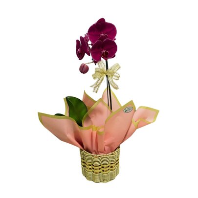 Orquídea Rosa Phaleanopsis