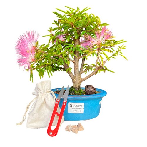 Bonsai Calliandra 3 anos – Kit