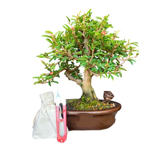 Bonsai Calliandra Branca 5 anos - Kit