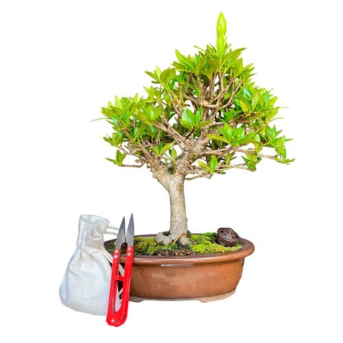Bonsai Jasmim Anão 5 anos – Kit