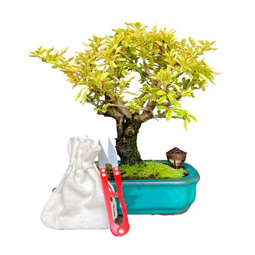 Bonsai Piracanta Varegata 4 anos – Kit