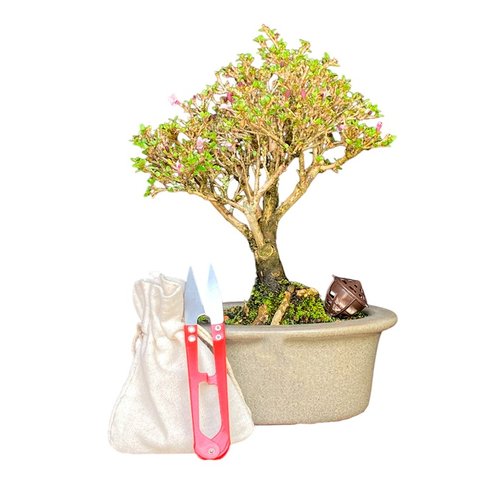 Bonsai Serissa Rosa 3 anos – Kit