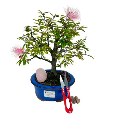 Kit Bonsai Calliandra 3 anos e Cristal Quartzo Rosa