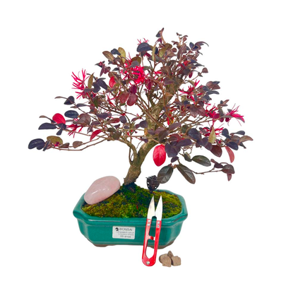 Kit Bonsai Loropetalum 3 anos e Cristal Quartzo Rosa
