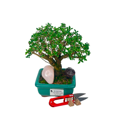 Kit Bonsai Serissa 2 anos e Cristal Quartzo Rosa