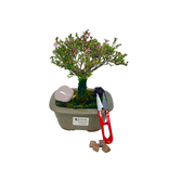 Kit Bonsai Serissa 3 anos e Cristal Quartzo Rosa