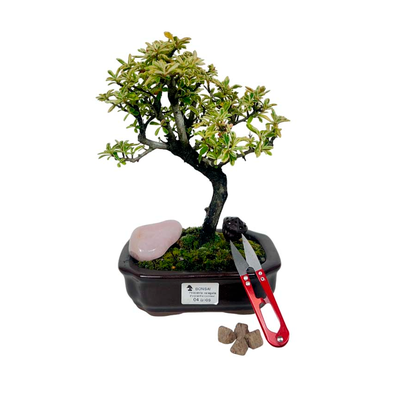 Kit Bonsai Piracanta 4 anos e Cristal Quartzo Rosa