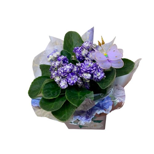 Violeta Roxa Plantada