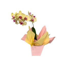 Imagem de Vaso de Orquídea Phaleanópolis Amarela