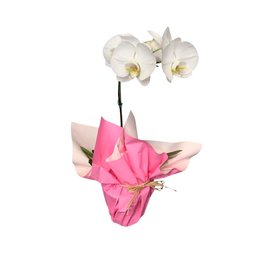 Imagem de Orquídea Phaleanópolis Emoção