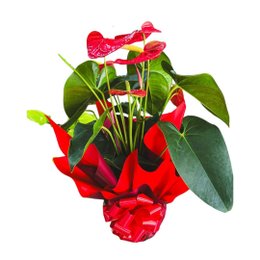 Imagem de Lindo Antúrio Vermelho Plantado