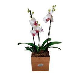 Imagem de Mini Orquídea Cor Branca