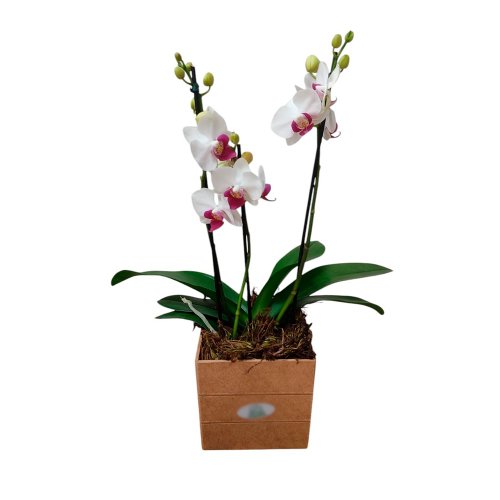 Mini Orquídea Cor Branca