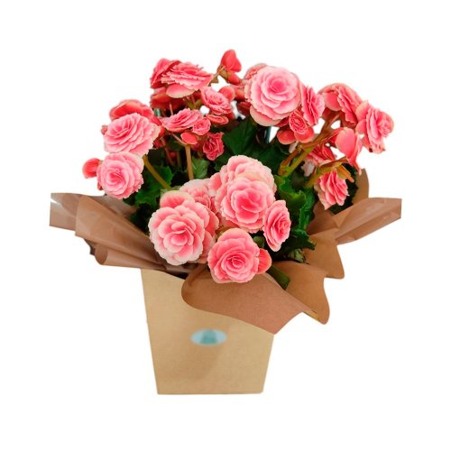 Begônia no Cachepot