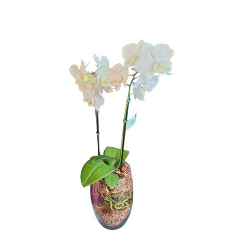 Orquídea Decorada Com Vidro