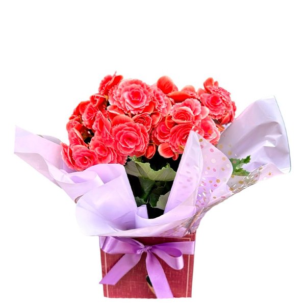 Vaso De Begônia Rosa Tradicional