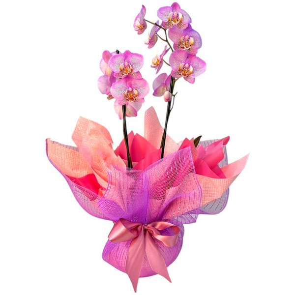 Vaso De Orquídea Phalaenopsis