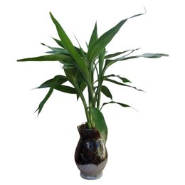 Imagem de Vaso Bambu da Sorte