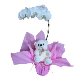 Imagem de Orquídea Phalaenopsys Branca com Pelúcia