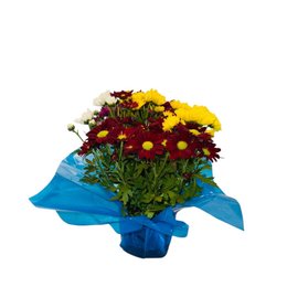 Imagem de Vaso de Crisântemo Colorido