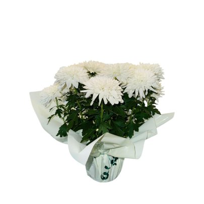 Vaso de Crisântemo Branco