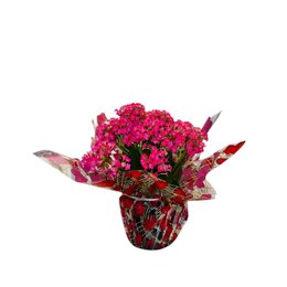 Imagem de Vaso de Kalanchoe Pink