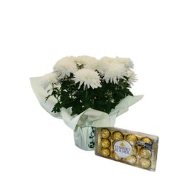 Imagem de Vaso de Crisântemo Branco Com Ferrero Rocher