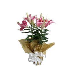 Imagem de Lirios Plantados