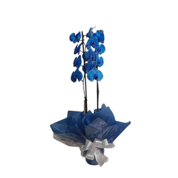 Imagem de Orquídea Plantada Azul