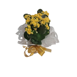 Imagem de Flor da fortuna plantada amarela