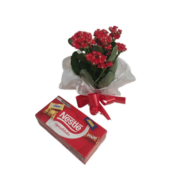 Imagem de Flor da Fortuna Plantada Vermelha com Bombons