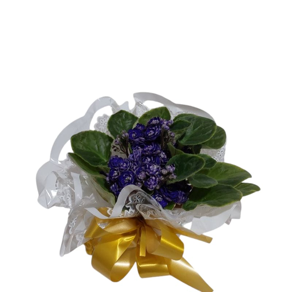 Vaso de Violeta Roxa Plantada
