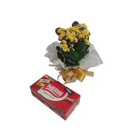 Imagem de Vaso de Calandiva Amarela plantada com Bombons