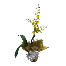 Imagem de  Chuva de Ouro