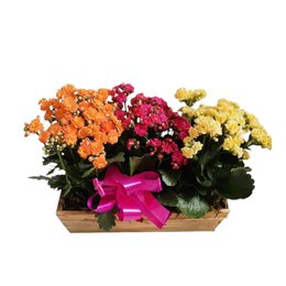 Imagem de Cachepot com 3 Flores da Fortuna