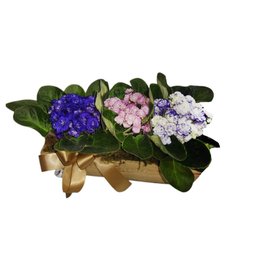 Imagem de Cachepot com 3 Flores Violetas