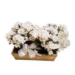 Imagem de Cachepot com 2 Flores Margaridas Brancas