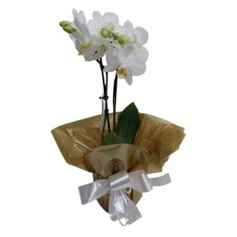 Imagem de MIne Orquidea Branca