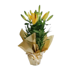 Imagem de Lírio Amarelo Plantado em Vaso