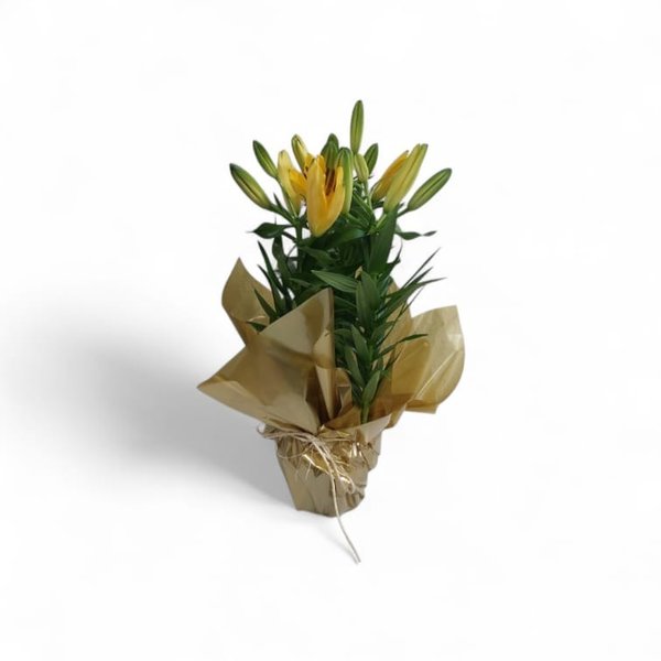 Lírio Amarelo Plantado em Vaso