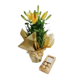 Imagem de Lírio Amarelo Plantado em Vaso com Ferrero Rocher