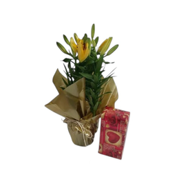 Imagem de Vaso de Lírio Amarelo Plantado com Caixa de Bombons
