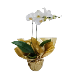 Imagem de Orquídea Branca  Phalaenopsis Plantada