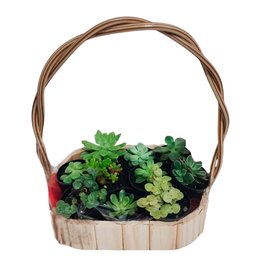 Imagem de Cesta com 10 Mini Suculentas