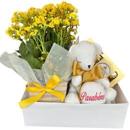 Imagem de Cesta de Aniversário Parabéns: Kalanchoe e Ferrero 