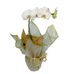 Imagem de Orquídea Branca Enfeitada
