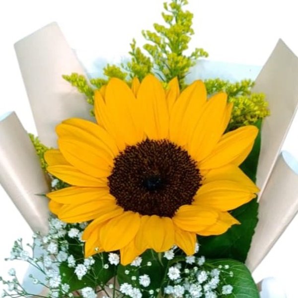 Girassol Luz Do Amanhecer