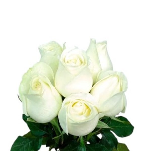 Buque 6 Rosas Brancas