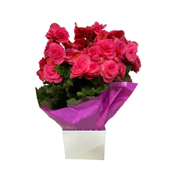 Linda Begonia Plantada