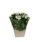 Kalanchoe Branco